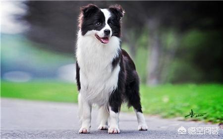 藏獒世家当家种公黑豹:藏獒有哪些品种？怎样辨识藏獒的血统？