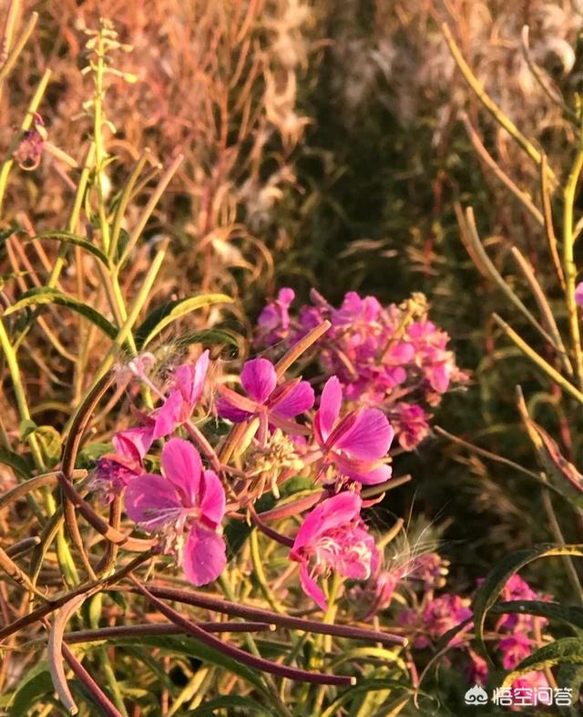 蒙古死亡之虫:《走近科学》这档节目哪一个故事最让你觉得恐怖