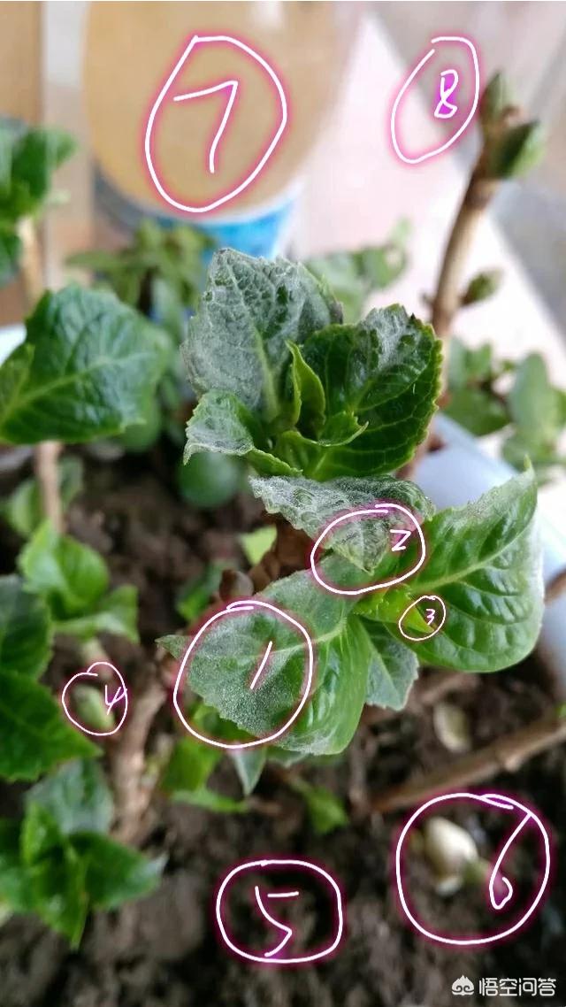 八仙花图片:八仙花图片和介绍 八仙花得了白粉病，该怎么治？