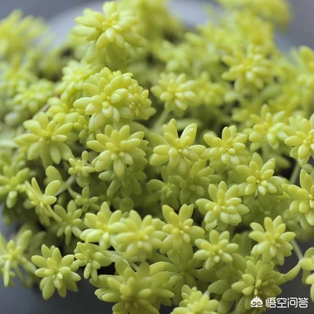 多肉品种繁多,该如何选择多肉植物？