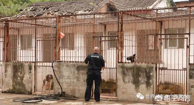 南昌警犬基地:一般警犬都是怎么炼成的？