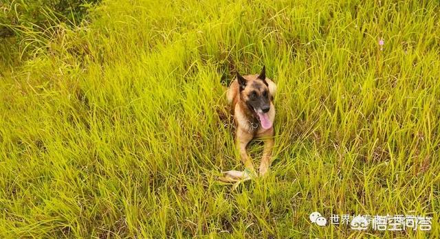 南昌巨贵犬舍:一般警犬都是怎么炼成的？ 北京巨贵犬舍