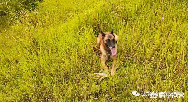 南昌警犬基地:一般警犬都是怎么炼成的？