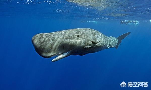 中国蛟龙号潜水员吓疯事件，鲸鱼潜入万米深都没事，为什么钢铁打造的潜艇在水下容易被压扁