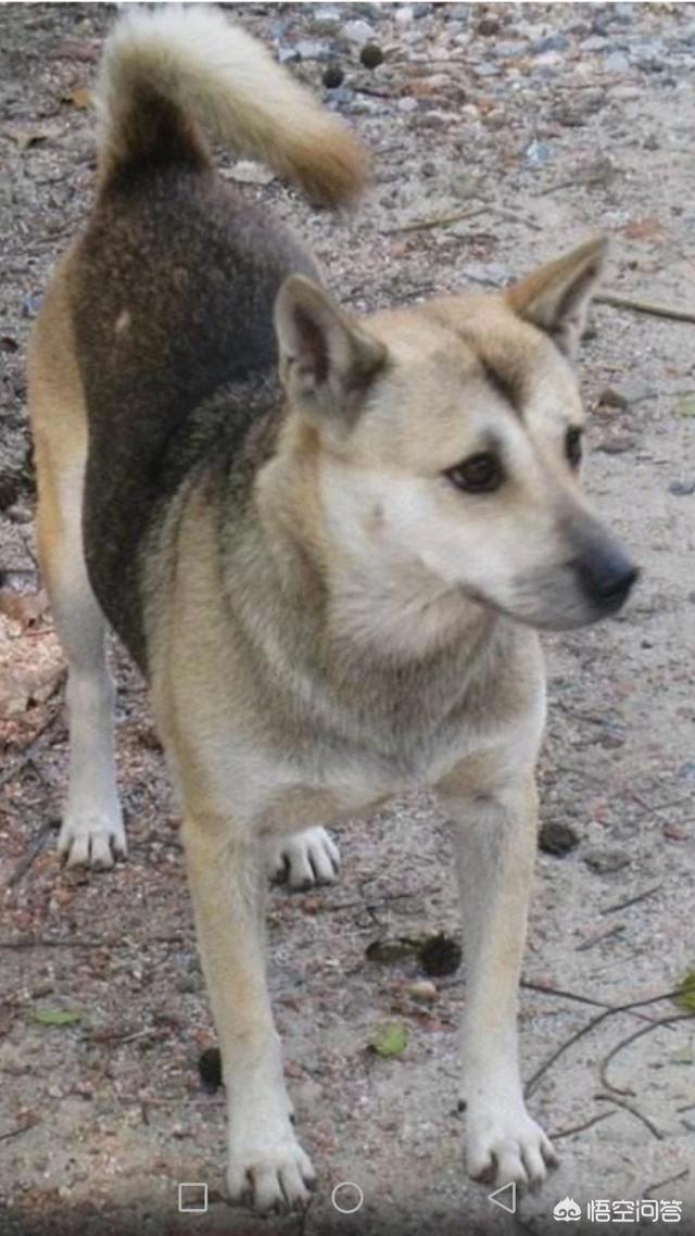 山东临沂公布禁养犬名单,中华田园犬、藏獒、秋田等在列引发热议,你赞同禁止养犬吗？