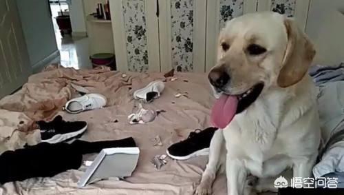 母的拉布拉多好养吗:为什么越来越少人养拉布拉多犬？