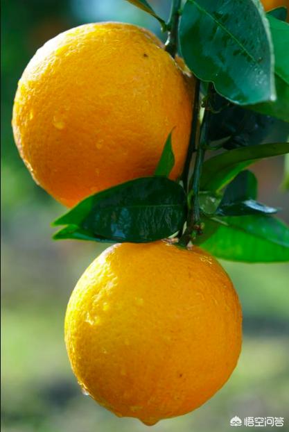 孕妇能喝果粒橙吗(怀孕期间可不可以吃橙子，孕期可以吃橙子吗？会让胎儿的皮肤变黄吗？