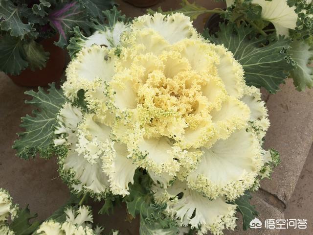 扫一扫识别石头,手机支付宝如何使用AR扫描功能？