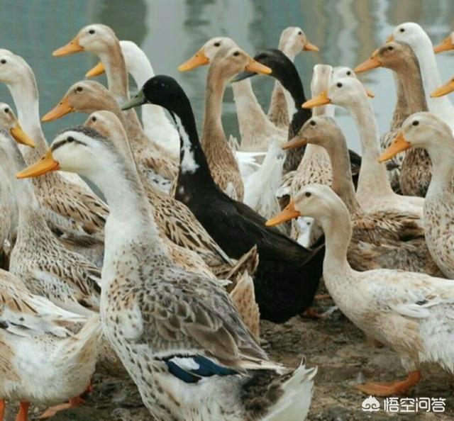 鸭子吃什么:为什么鸭子特别喜欢吃用米糠和剩饭混合的食物？