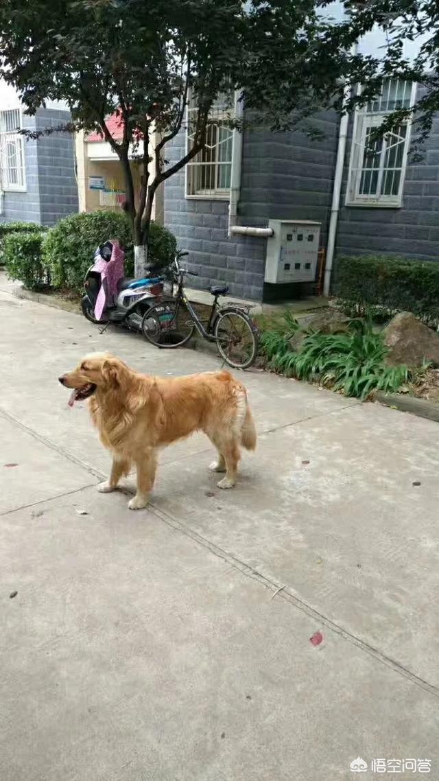 金毛拐卖牧羊犬电影:为什么金毛死亡率那么高？
