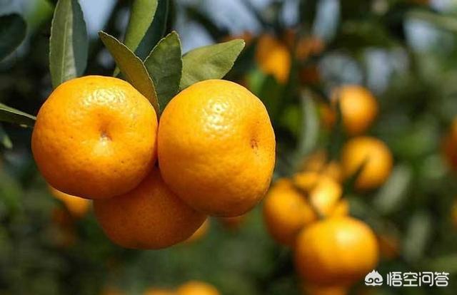 丝诺萄瓜拉纳柑橘片;作为一个程序员如何减肥？（工作时间不规律）？