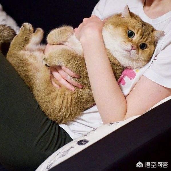 猫咪不乖by:猫是不是要从小养才会跟主人有感情呢？