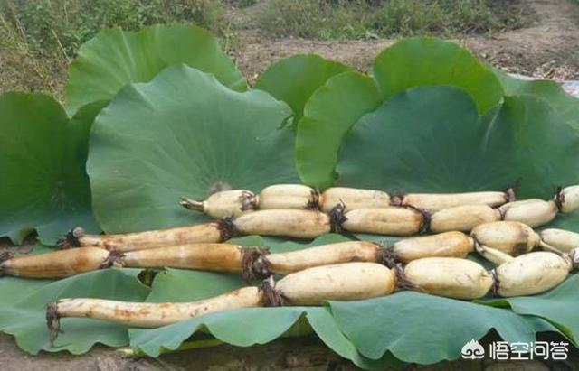 头条问答 莲藕和莲子是同一种植物上的不同部位吗 种植过程中有什么不同 山农小事的回答 0赞