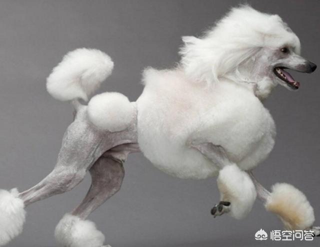 中型犬哪些好养:中型犬，最好是那种不容易被人带走的，有没有推荐下？