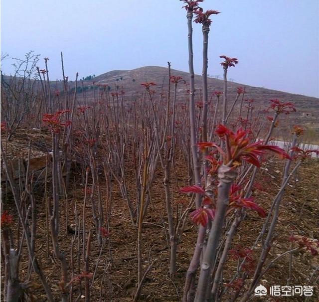 泰国小香猪适合在家里养吗:2019年养殖香猪赚钱吗？香猪养殖前景如何？