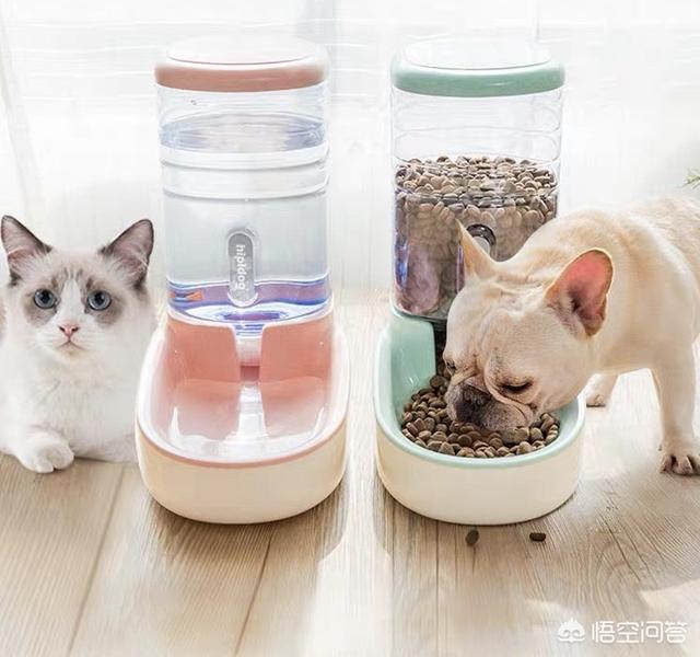 重庆猫坚强:想要出远门，家里的猫怎么办？