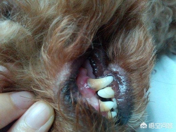 为什么狗狗体味越来越重，泰迪犬体味重是怎么回事？