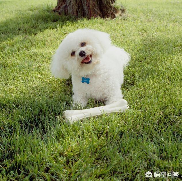 成年比熊犬好养吗:等比熊犬老了，怎样养才能活就一点？