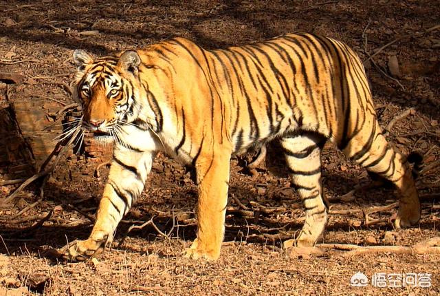 古鬣犬:如果斑鬣狗进化成和老虎一样大，你认为打得过老虎吗？为什么？