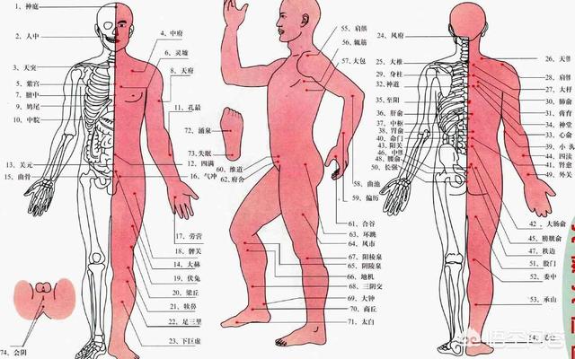 摸后脑勺补肾，人体有哪些重要的穴位常揉会有什么好处