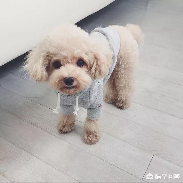 北京泰迪熊狗贴吧:泰迪犬缺点一箩筐，为何那么多人争着养？