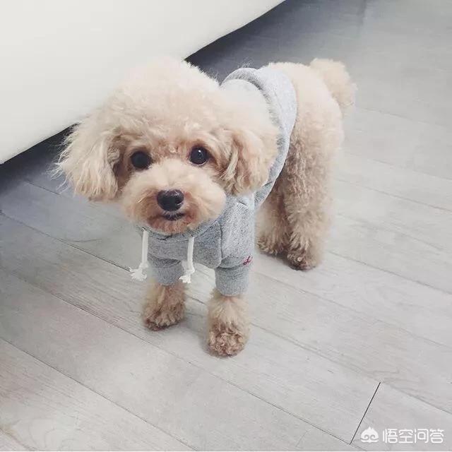 短毛腊肠犬种狗交配高清视频:泰迪犬缺点一箩筐，为何那么多人争着养？