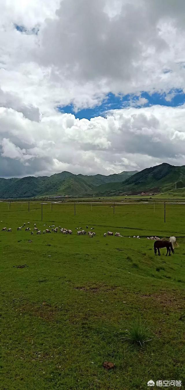 原生态藏獒养殖园:在农村搞原生态种殖、养殖会有市场前景吗？该怎么做？