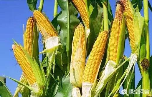 蜥蜴养殖前景怎么样:2019年养殖前景怎么样？做养殖合适吗？