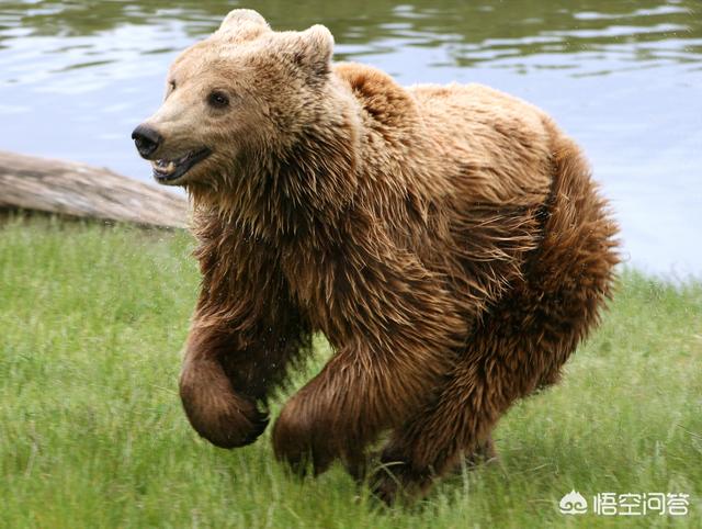 棕熊战斗力什么水平，北极熊和棕熊相比哪个比较厉害它们之间有什么关系