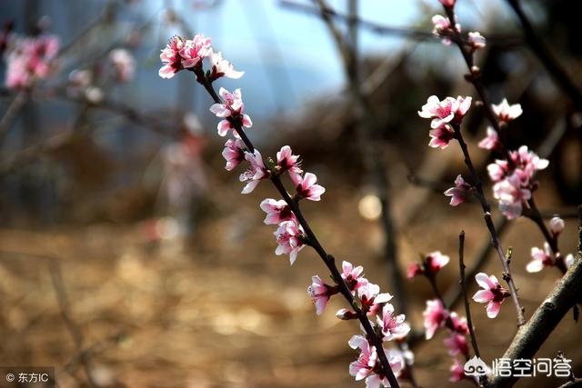 农谚 早春收 晚春丢 是什么意思 19年何时立春 飞兴汽车网