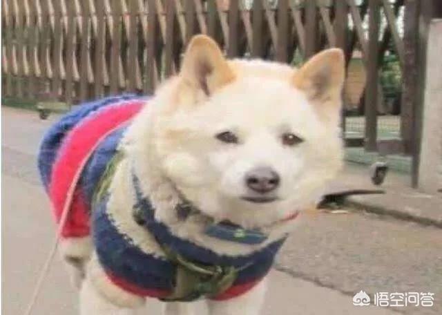 一条宠物狗掉进粪坑一家四口:小时候掉进过粪坑的人，长大之后会有什么影响吗？