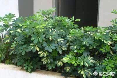 燕子掌有毒:燕子掌叶子有黑点怎么回事？