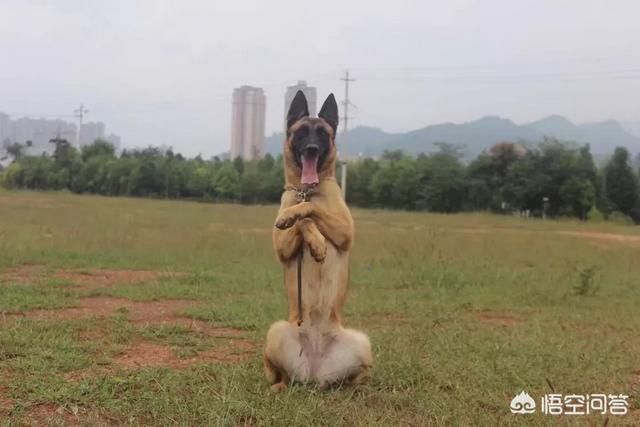 适合家养的警卫犬:上班族做不到天天遛狗，适合养什么犬种？