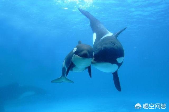 海洋鱼类百科:海洋中有哪些聪明的鱼类、鲸类？