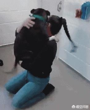 养猫还是养狗:养猫、狗等宠物有何利弊？