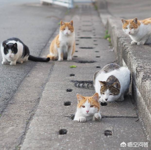 流浪猫绝育后放生:流浪猫关笼子养了一个多月，放出来后乱尿咋办？