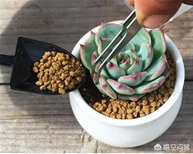 多肉植物怎么种植教程,多肉植物到底该如何养殖呢？