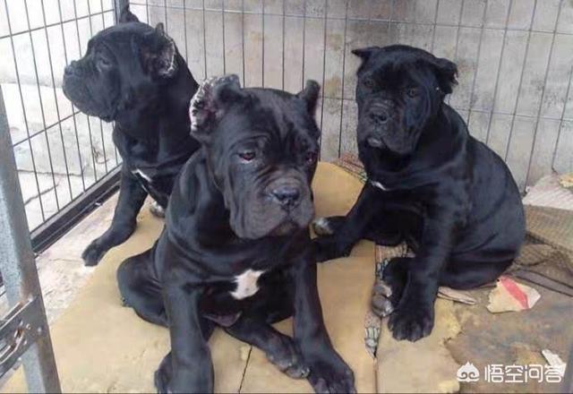 新手不建议养的6种可怕狗狗，为什么很少有人养黑色的狗狗