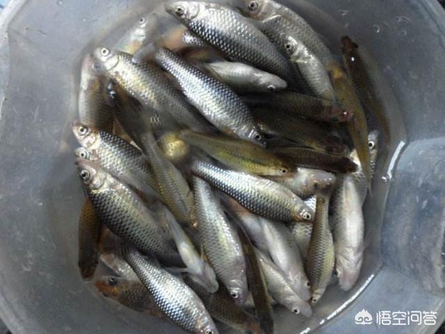 老渔民教你正确烹饪皮皮虾，麦穗鱼有鲫鱼好吃吗要不要去鳞、肠肚和鳃
