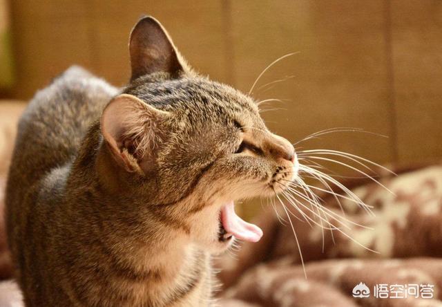 耐威克猫粮怎么样:淘宝上那些很便宜的猫粮靠不靠谱？