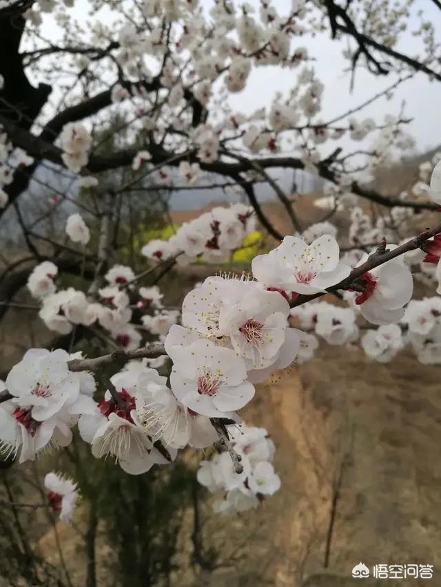 头条问答 杏树开花后 需要注意哪些问题 春日之虎的回答 0赞