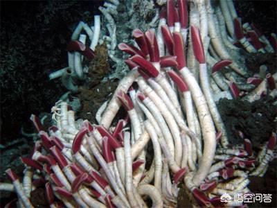 生存海底最深处的海鱼是怎样的？