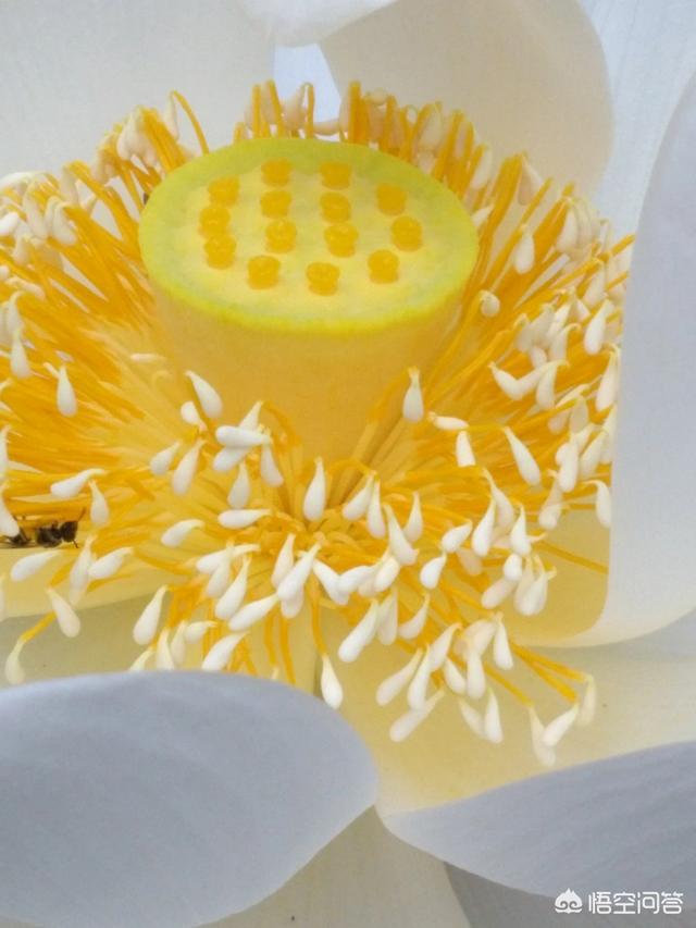 藕是莲的茎还是根:藕是莲花的根，还是荷花的根呢？