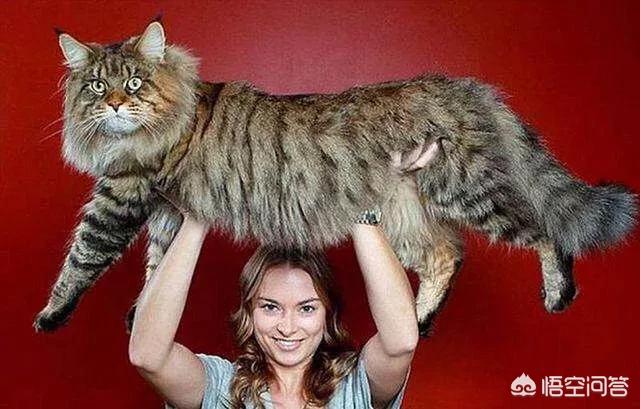 瑞典一只猫咪被当公主养:养猫一年的花费能有多少？