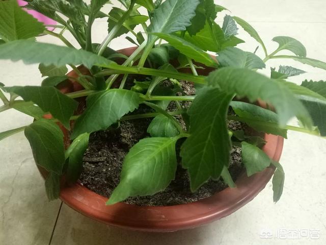 大丽花凋谢之后,该怎样进行修剪管理？