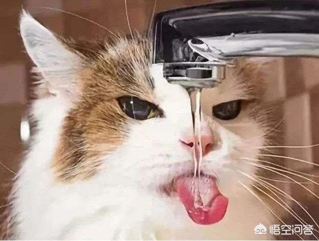 为什么猫咪能像液体一样:猫咪拉水怎么办，猫咪拉水便，猫咪突然拉水没精神？