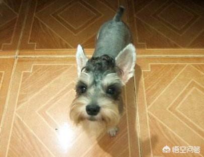 殴打柯基幼犬:五个月大的柯基不会好好的尿尿，打骂都记不住，该怎么办？ 柯基幼犬变色过程
