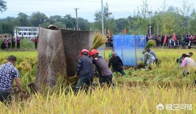 秋田蕗栽培:优质水稻的哪个品种比较好？