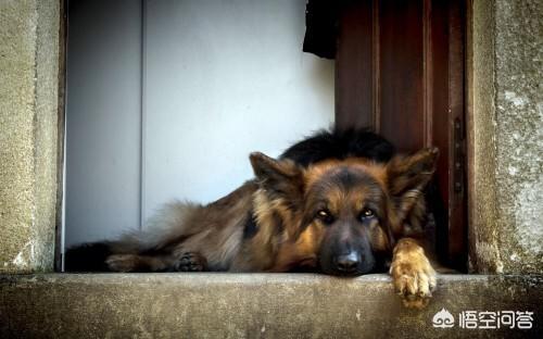 幼犬不拉大便是怎么回事 应该用什么药 容易迷路的小笨蛋的回答 头条问答