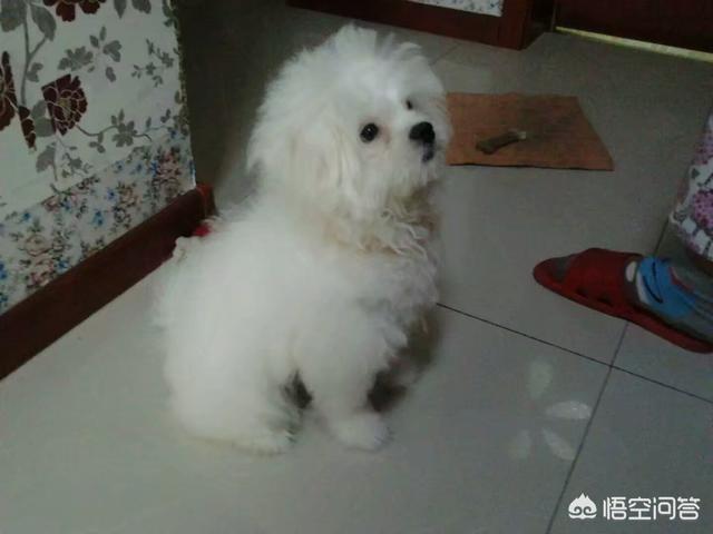 傻乎乎的圣伯纳德犬图片:狗狗的哪些行为，是代表它是来向你“讨债”的？